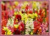 HappyBD21a.jpg