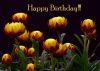 Filename=HappyBD37a.jpg
Filesize=78KB
Dimensions=700x501
Date added=Aug 06, 2008 HappyBD37a.jpg