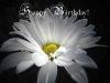Filename=HappyBD47a.jpg
Filesize=60KB
Dimensions=640x480
Date added=Aug 13, 2008 HappyBD47a.jpg